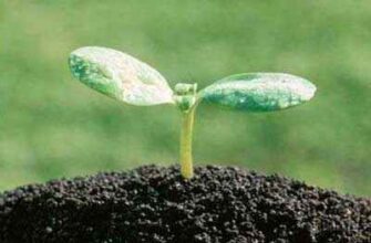 Как органические удобрения могут повлиять на положительные свойства почвы
