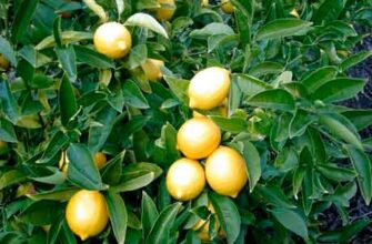 Как вырастить лимон дома фото