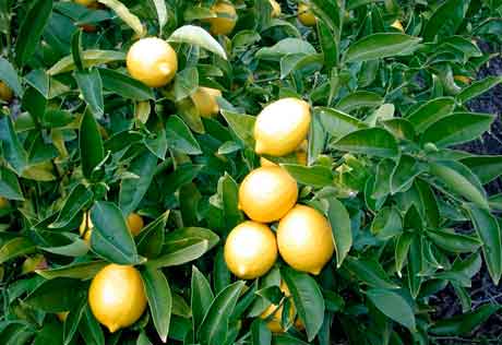 Как вырастить лимон дома фото