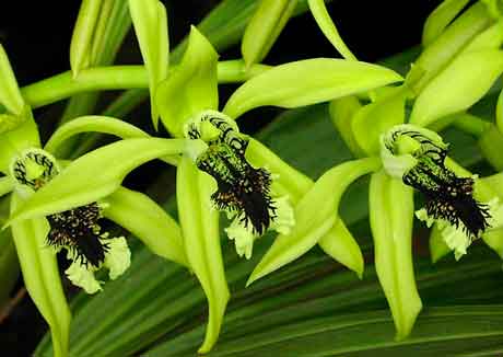 Орхидея Целогина фото
