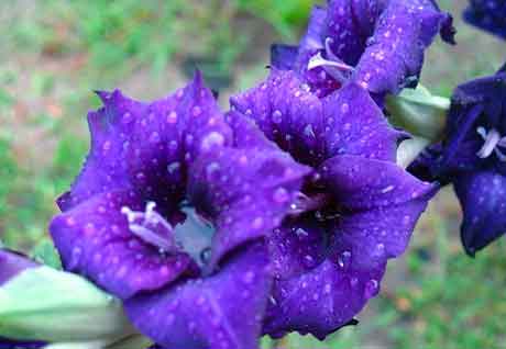 Цветок гладиолус