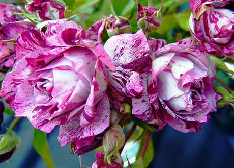 Полезные свойства прекрасных роз