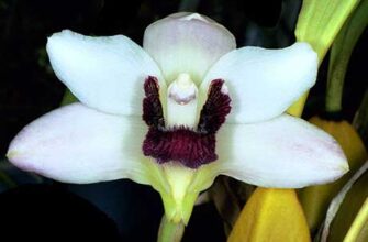 Эпифитная орхидея Бифренария