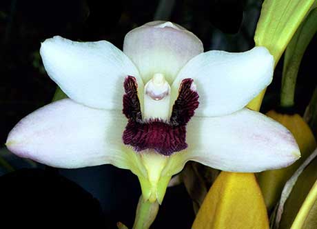 Эпифитная орхидея Бифренария