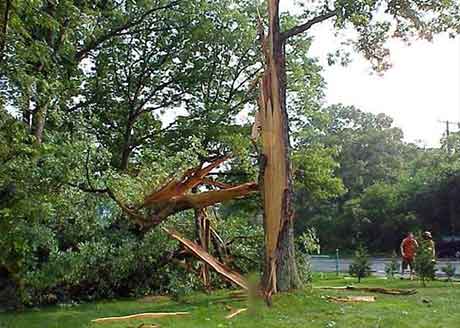 Повреждение дерева молнией
