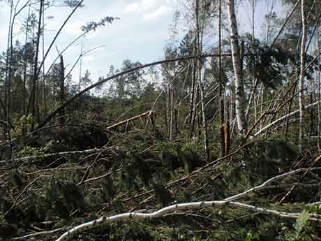 Повреждения древесных растений, вызываемые ветром