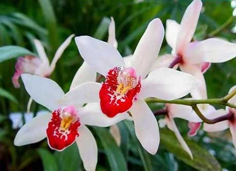 Как правильно удобрять орхидеи и какое удобрение лучше использовать.