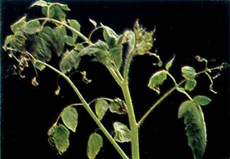 Заболевания растений при калийном голодании