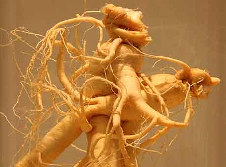 женьшень применение корней и их лечебные свойства