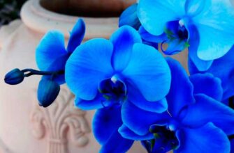 Как увеличить частоту цветения орхидеи