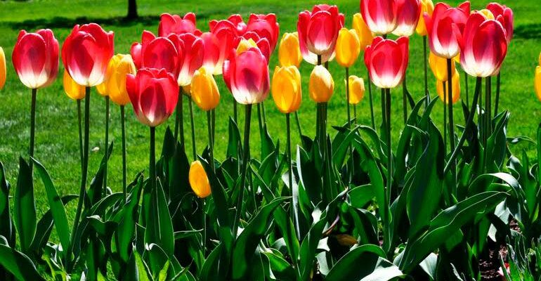 Тюльпан – символ весны