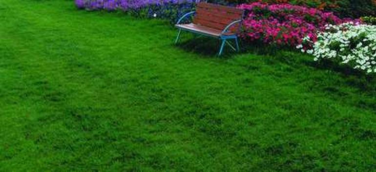 Газонная трава - атрибут прекрасного сада