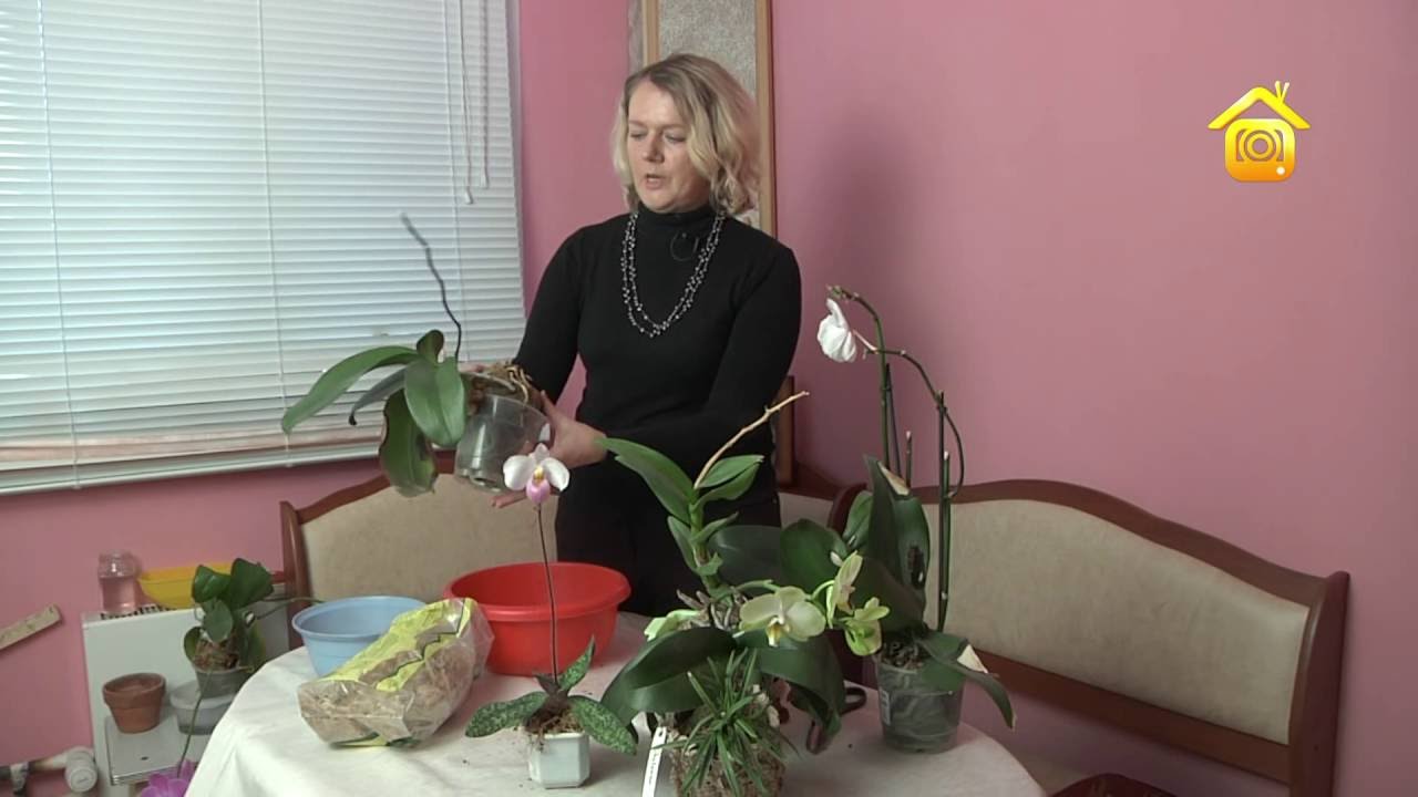 Как увеличить частоту цветения орхидеи